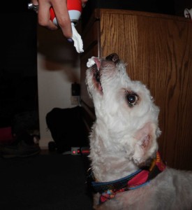 Dusty getting his licks in.