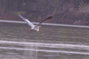 White-necked heron.