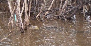 Caiman checking out my tree-snagged lure.