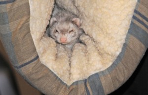Chip in the dog-bed hovercraft I held inches above the floor as I walked around the house.
