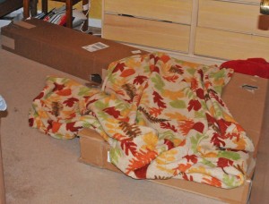 Ferrets love boxes with holes and blankets.