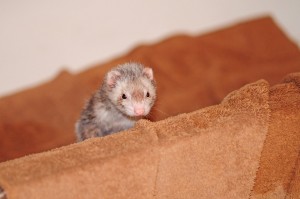 Chip in the bathtub, 2012.
