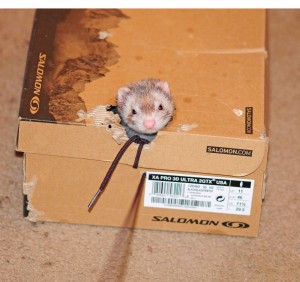 Chip in a shoebox I pulled around the house.