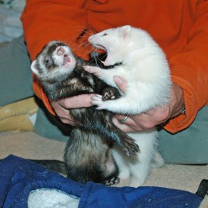 Hoppie with  Smiggles.